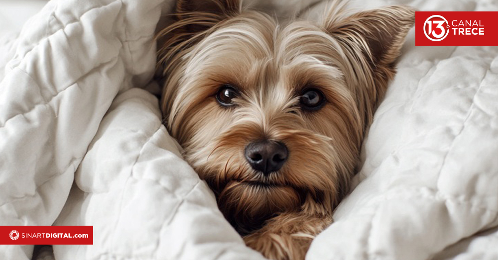 Los perritos también reciclan