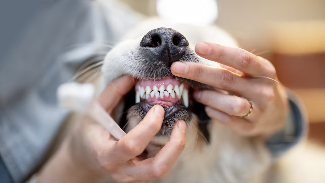 No se deben hacer limpiezas dentales sin anestesia a mascotas