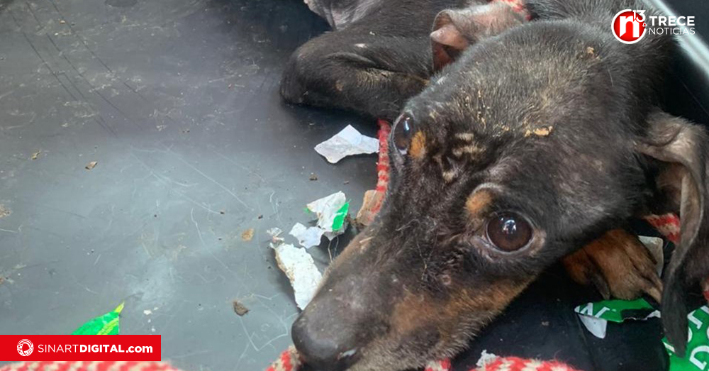 Juez deja libre a mujer que tenía a 26 perros en desnutrición y en condiciones deplorables