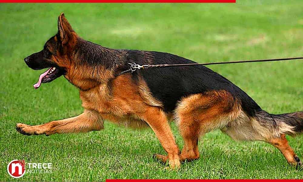 Senasa decomisará perro que mató a niño en Pérez Zeledón