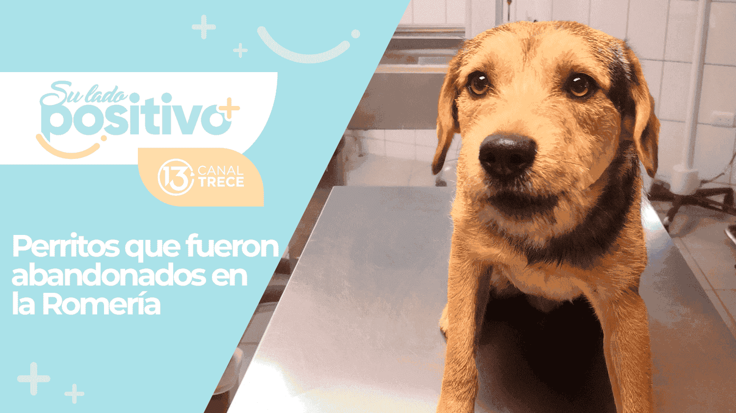 Perritos abandonados en la Romería