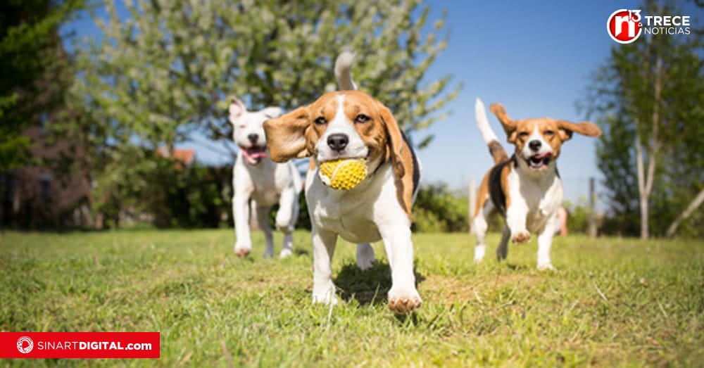 Perros podrán hacer yoga este fin de semana