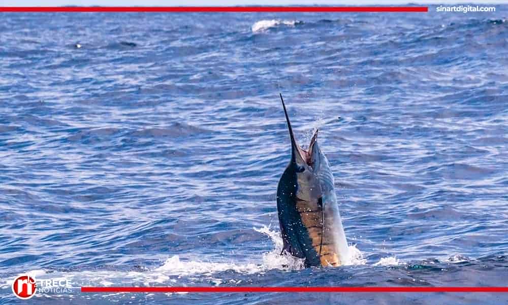 Proyecto para declarar al pez vela símbolo nacional afectaría pesca deportiva