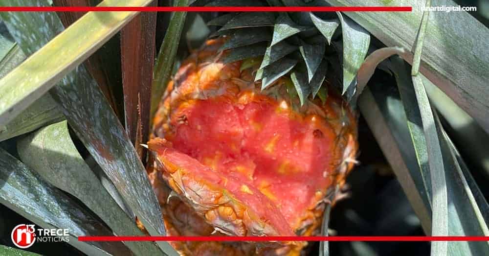 Hallan siembra ilegal de piña rosé en San Carlos