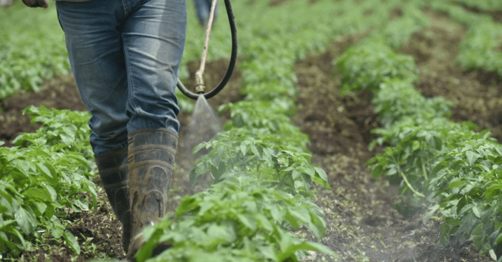 Buenas prácticas agrícolas permiten reducir uso de plaguicidas en un 20% 
