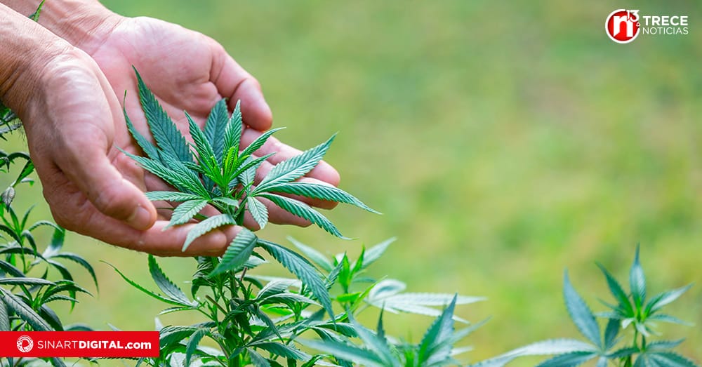 PLN y Nueva República apoyan informe que rechaza regular uso recreativo de cannabis