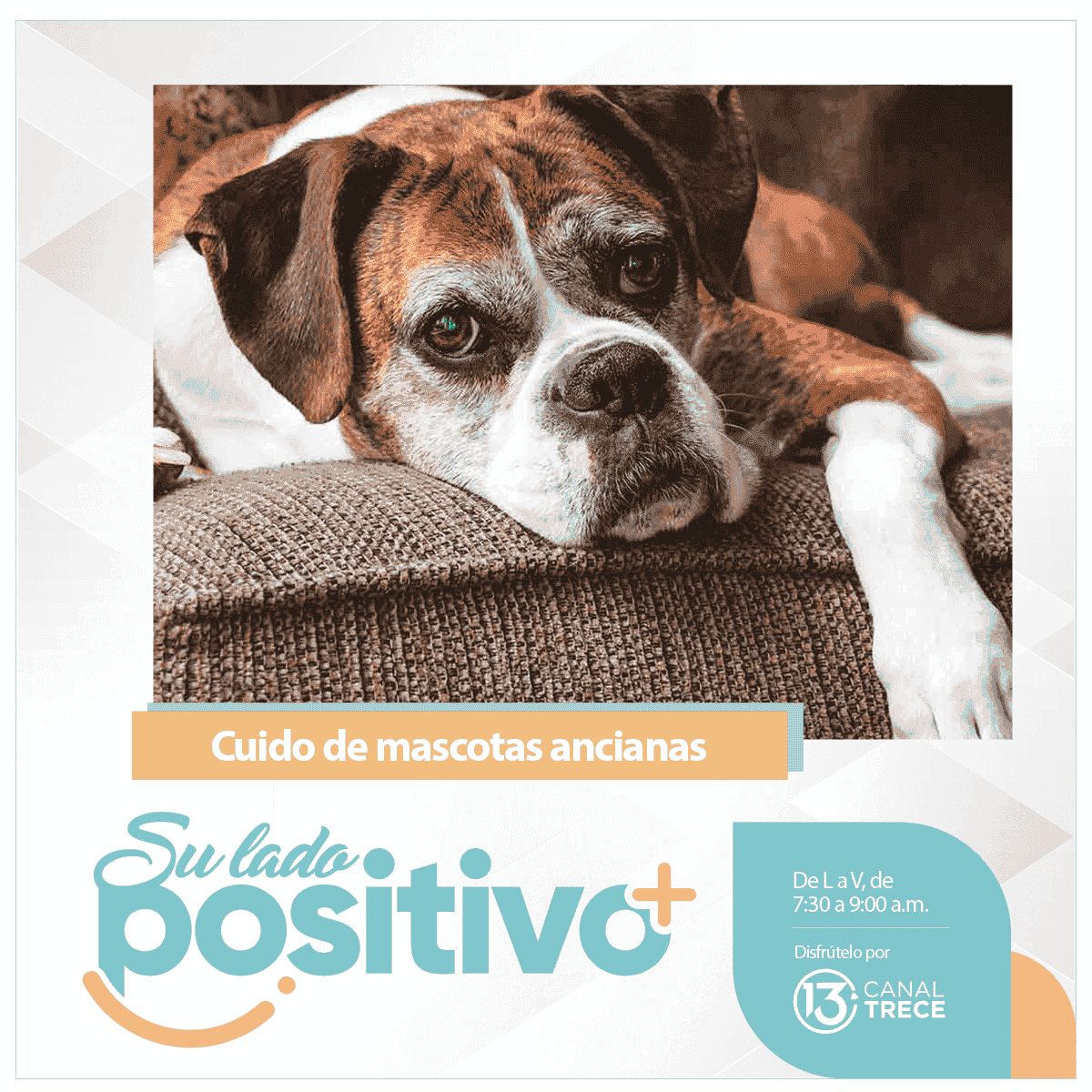 Cuido especial para mascotas ancianas