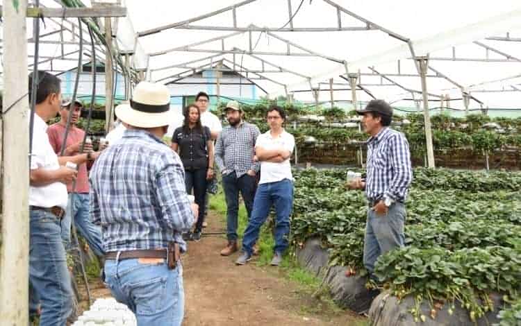 Productores de fresa mejoran cultivos con apoyo del TEC