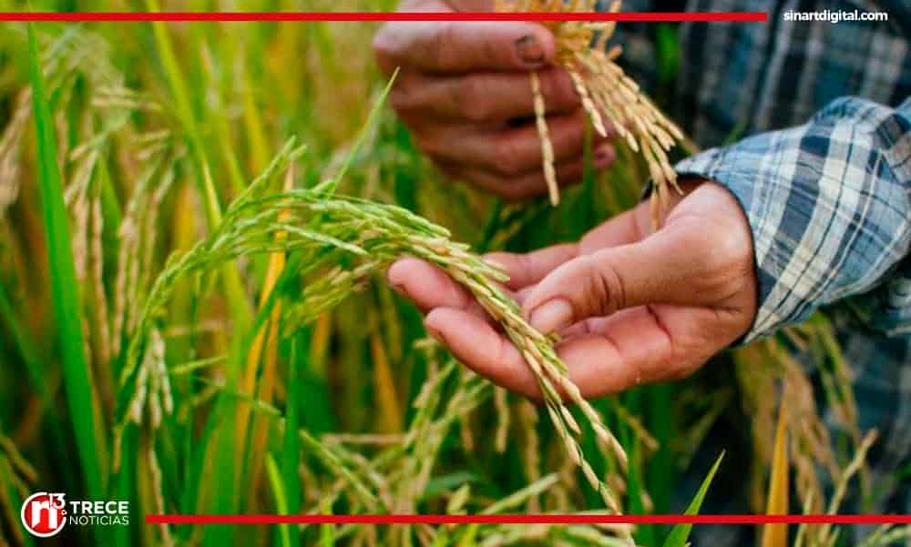 Ministro de Economía defiende rebajas en precio del arroz mientras productores aseguran ir a la ruina