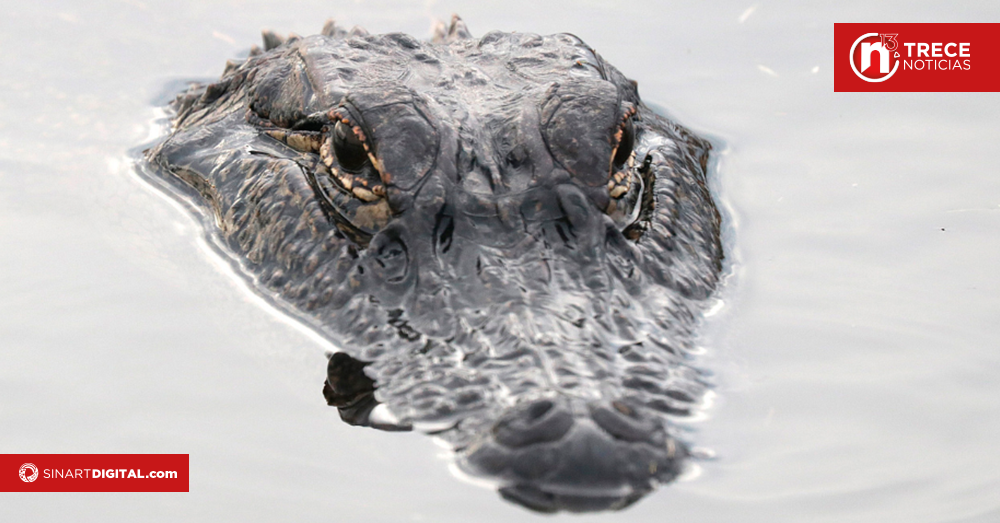 Proyecto busca control de cocodrilos y caimanes en Costa Rica