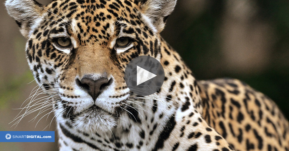 Un santuario al rescate de pumas acechados por la urbanización