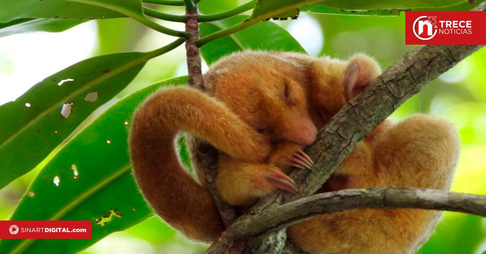 Quepos quiere conquistar al turismo con naturaleza, aventura y gastronomía