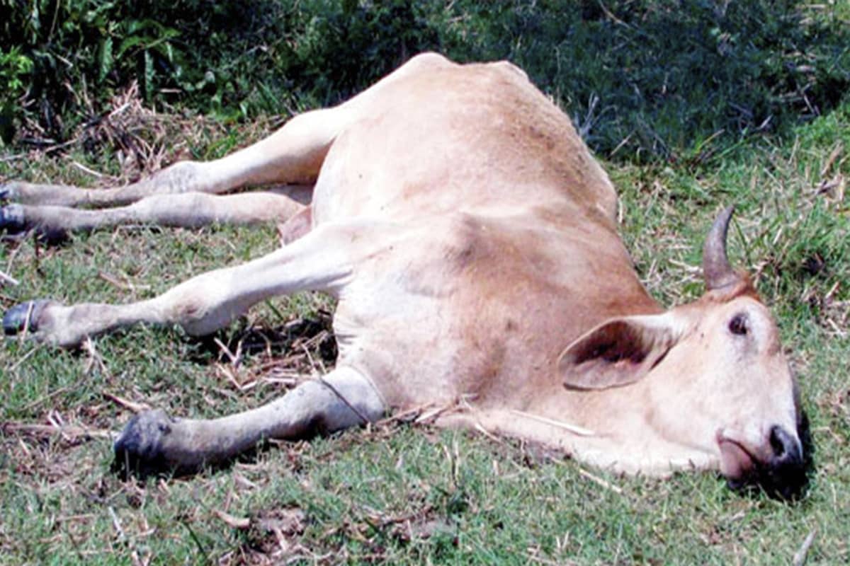 Dueños de ganado deben tener especial cuidado ante rabia paralítica