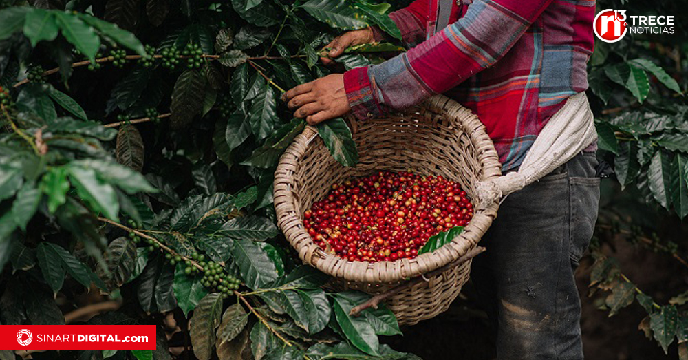 Recolectores de café contarán con una póliza de riesgos del trabajo