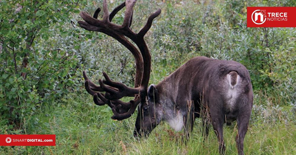 Los renos, víctimas de las olas de calor en Finlandia