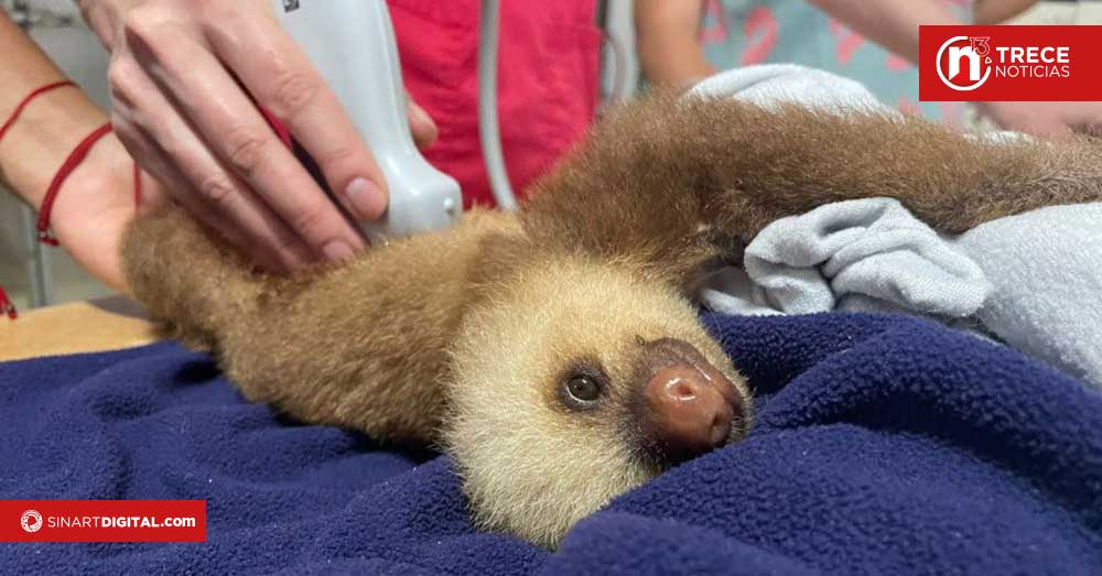 Proyecto busca respaldar labor de organizaciones de rescate animal