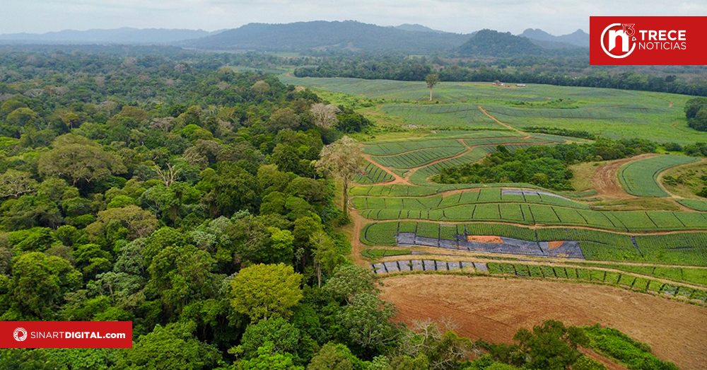Acuerdos de trazabilidad para salvar los bosques