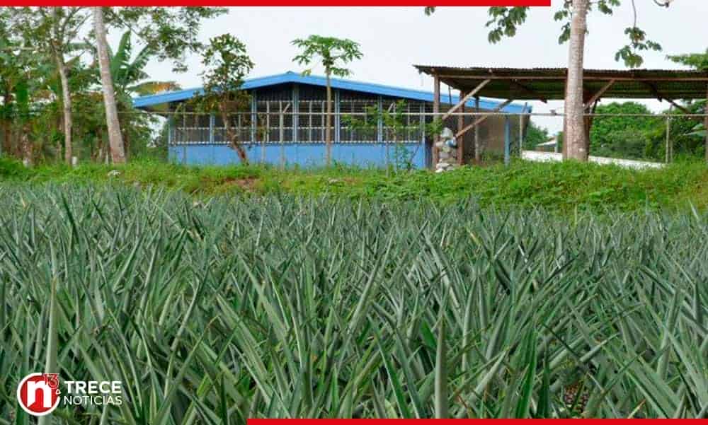 Fumigaciones áreas ponen en riesgo la vida de las poblaciones cercanas