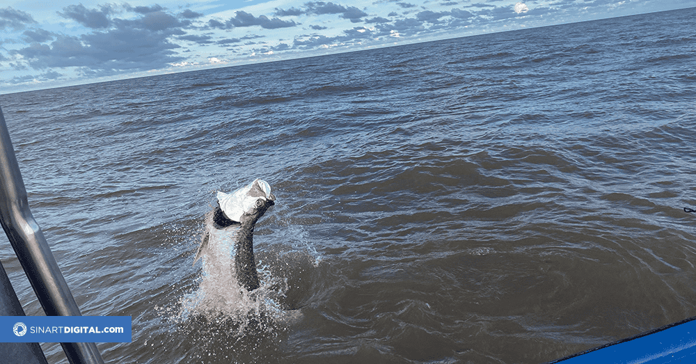 Pescadores Caribeños preocupados por la reducción en las poblaciones de sábalo real