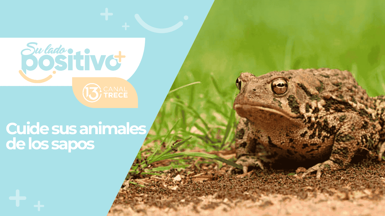 Cuide a sus mascotas de los sapos