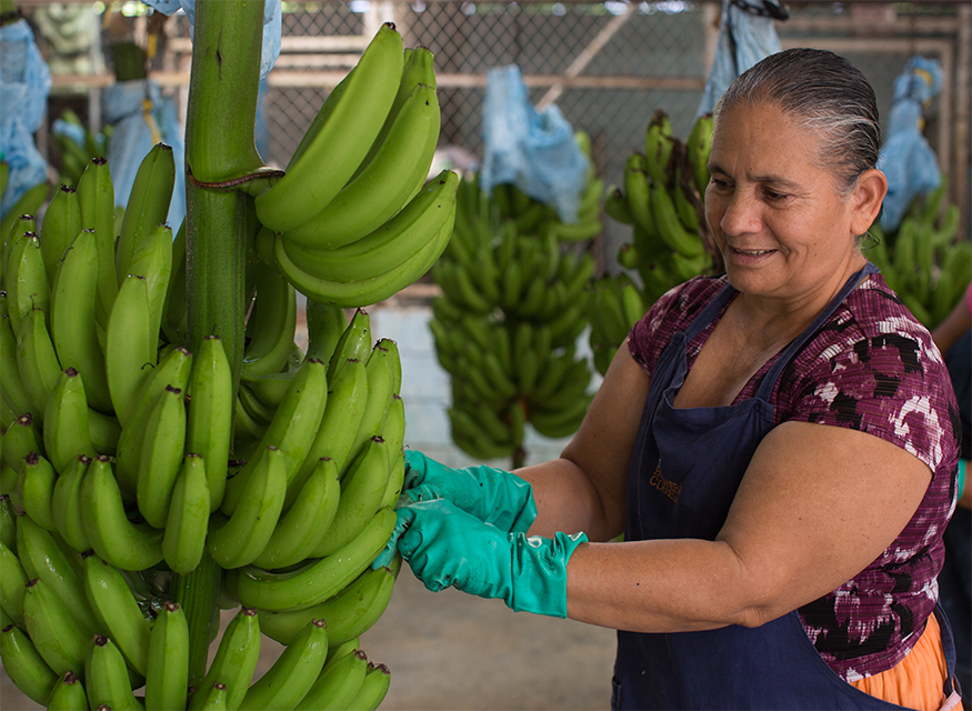 Sector bananero:  82.5% de la fuerza laboral de El Caribe