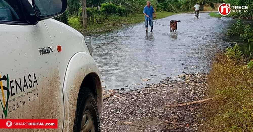 Senasa confirmó caso de gusano barrenador en el país