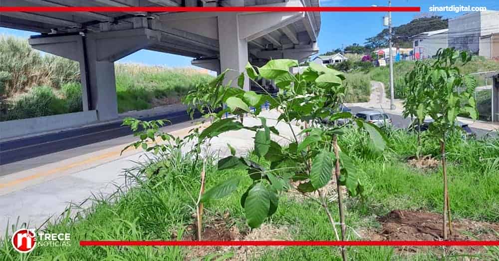 Siembran 720 árboles en Circunvalación norte 