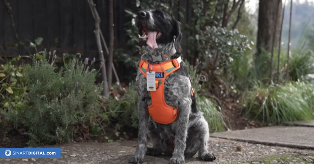 Suki, la perra que detecta con su olfato fugas de agua subterráneas en Chile