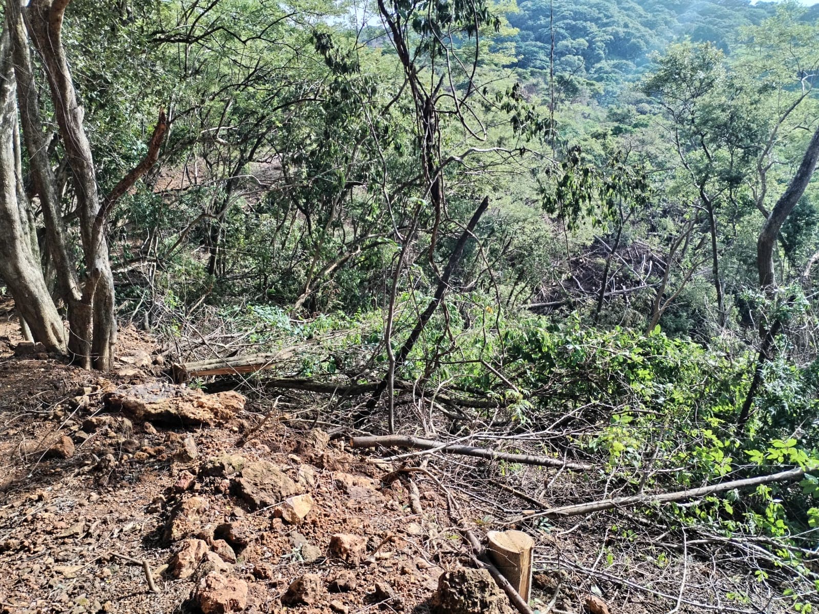 Detienen tala ilegal que afectaba más de 10 hectáreas de bosque en Tilarán