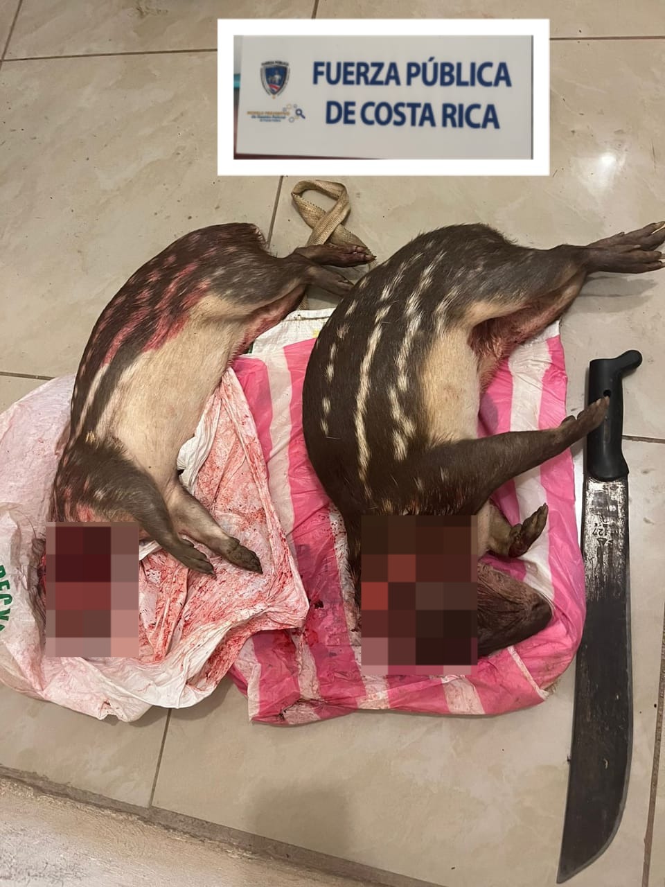 Sujeto detenido por cazar dos tepezcuintles en Guanacaste