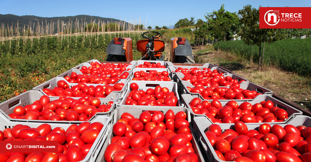 México busca limitar efectos de arancel de EEUU al tomate