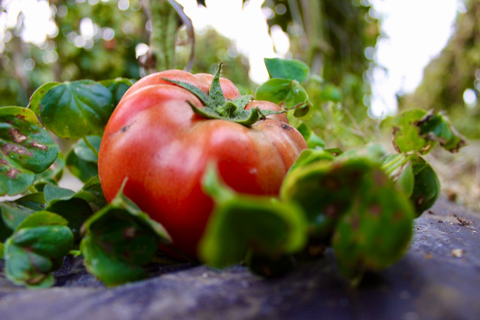 Tomate bajó ₡161 colones esta semana 