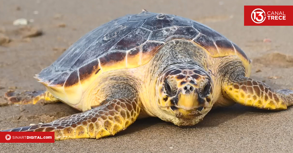 Tortugas marinas indicadores de la salud de los océanos