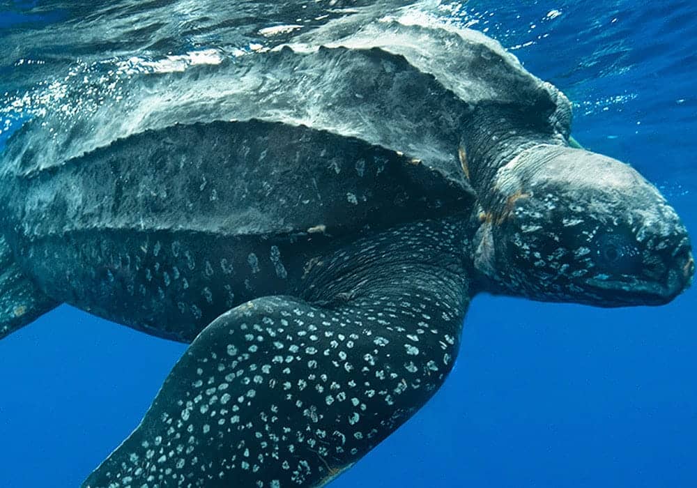 Policías evitaron la matanza de tortugas y la pesca ilegal en zonas protegidas