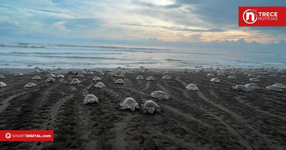 Ostional festeja gigante arribo de tortugas
