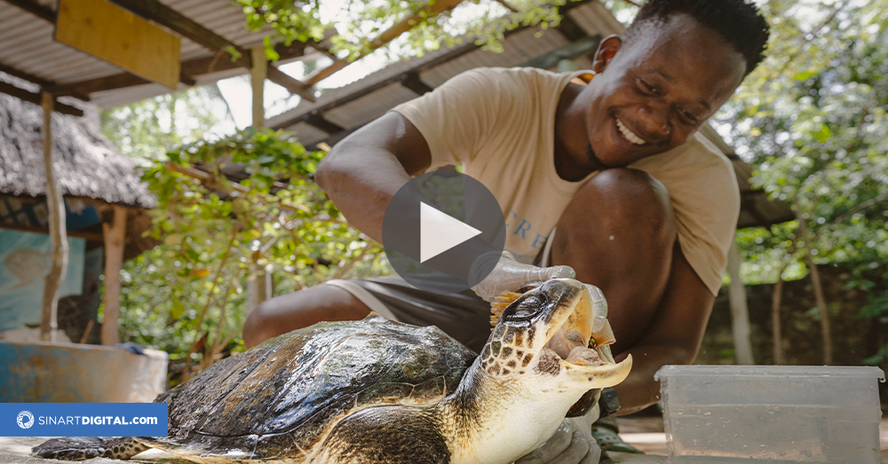 Una pequeña organización de Kenia logra salvar millas de tortugas