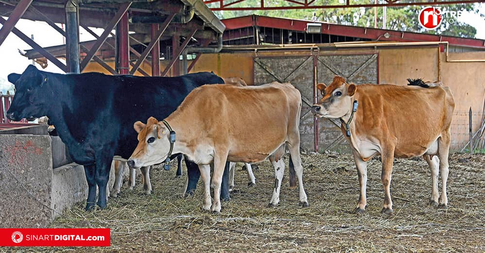 UCR y CORFOGA promueven investigación sobre el sector ganadero nacional