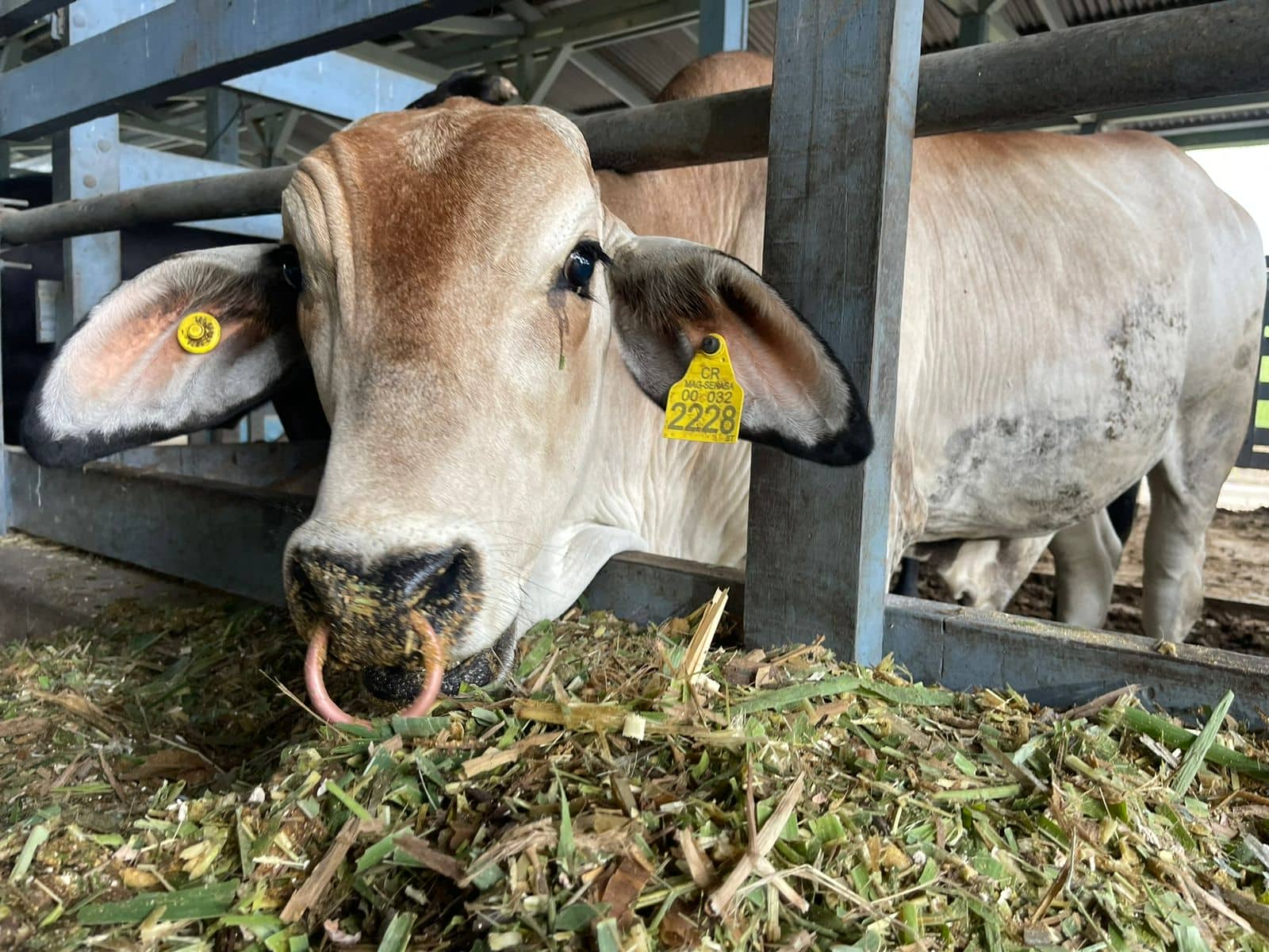 Casos de gusano barrenador superan los 5000 en Costa Rica