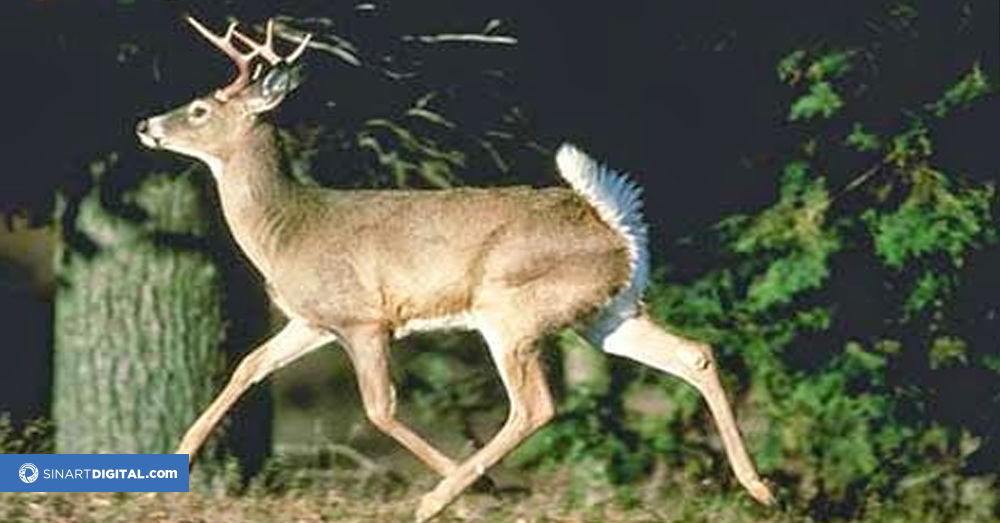 El Venado Cola Blanca 