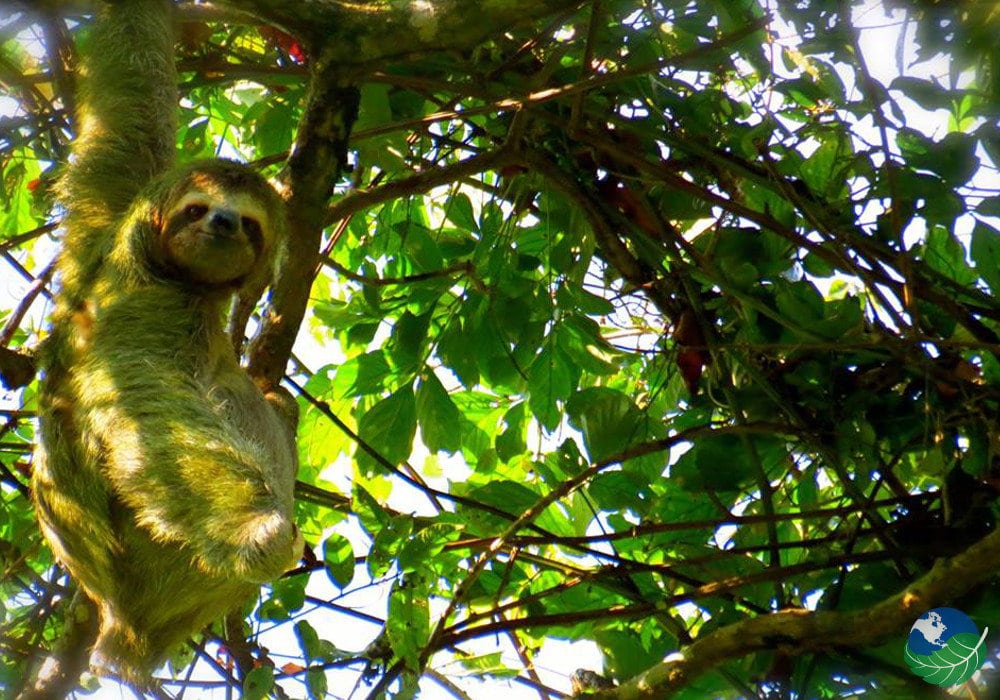 Manejo de Vida Silvestre en Debate