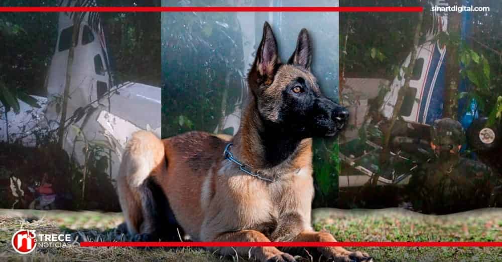 Colombia: es casi imposible hallar a Wilson, el perro que participó en rescate de niños en la selva