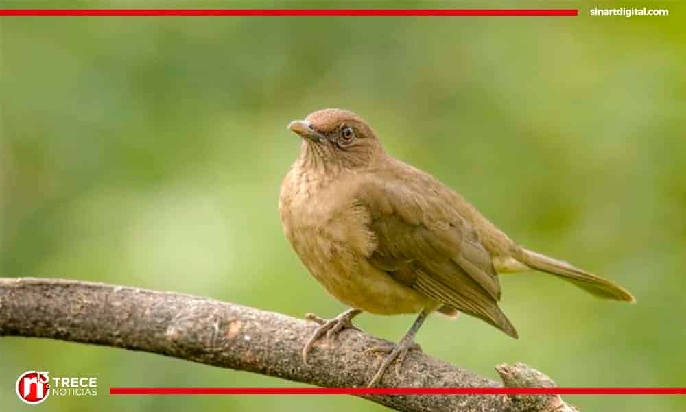 Lluvias tardías alteran reproducción de yigüirros y otras especies 