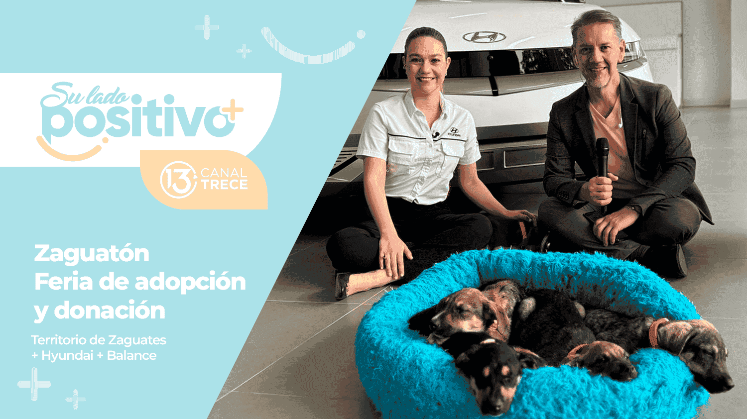 Zaguatón  - Campaña de adopción y donación de Territorio de Zaguates + Hyundai + Balance